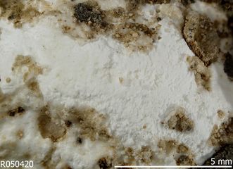 Priceite-1.jpg