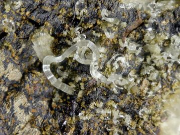 Melanterite-6.jpg