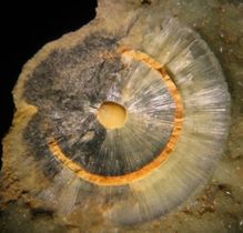Wavellite-1.jpg