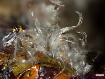 Melanterite-9.jpg