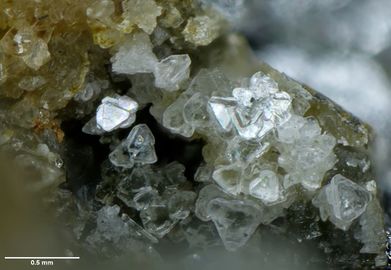 Nordenskioldine-3.jpg