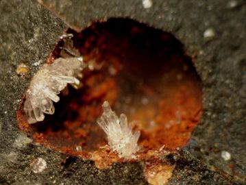 Paralaurionite-7.jpg