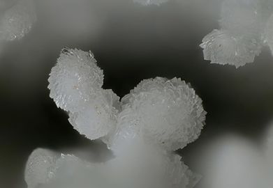 Prosopite-2.jpg