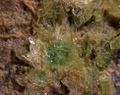 ABERNATHYITE-1.jpg