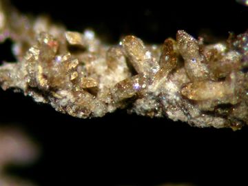 Tilasite-6.jpg