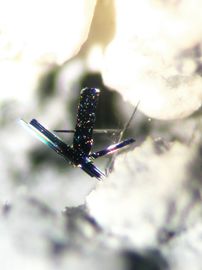 Cannizzarite-2.jpg