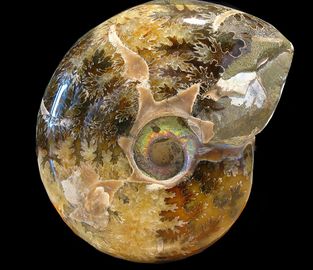 Ammolite-2.jpg
