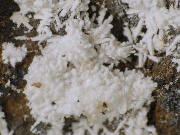 Angastonite-2.jpg