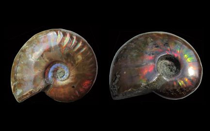 Ammolite-4.jpg