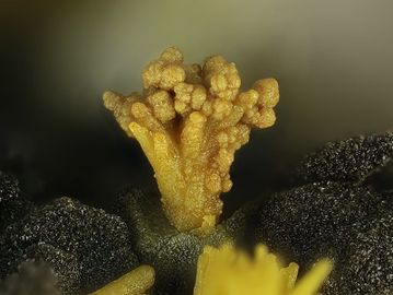 Plumbojarosite-5.jpg