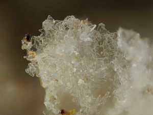 Tamarugite-1.jpg