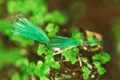 Agardite-(Y)-1.jpg