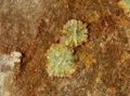 ABERNATHYITE-2.jpg