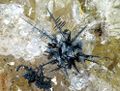 ACANTHITE-2.jpg