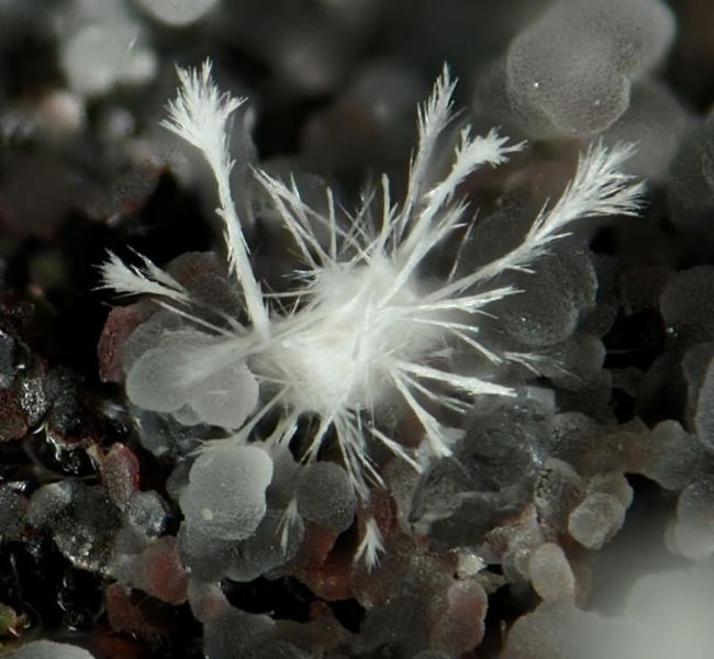 Файл:Zircon-3.jpg